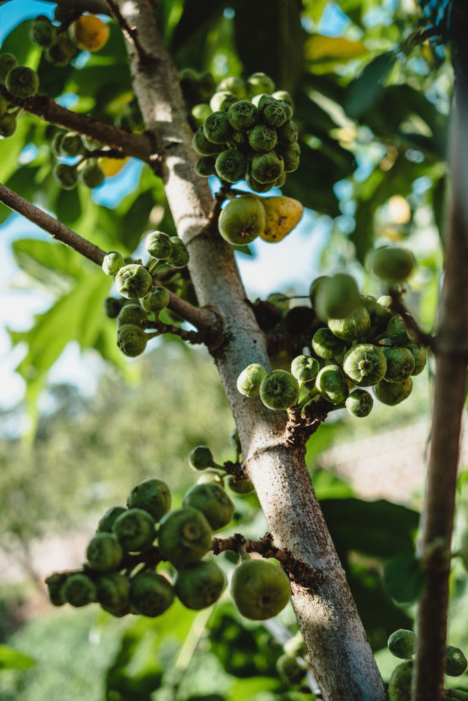 Top 5 Fig Niche Fragrances